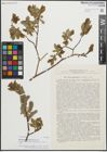 Foto von Salix pseudodepressa A. K. Skvortsov
